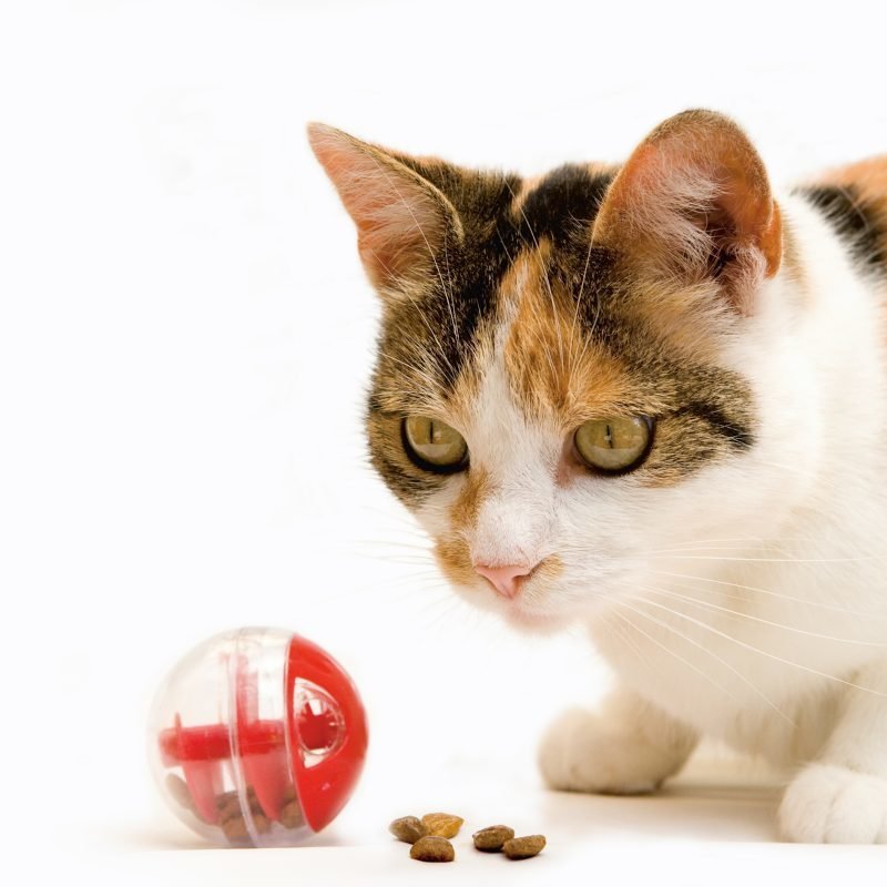 Twirly säädettävä muovinen kissan herkkupallo punainen 5.5 cm